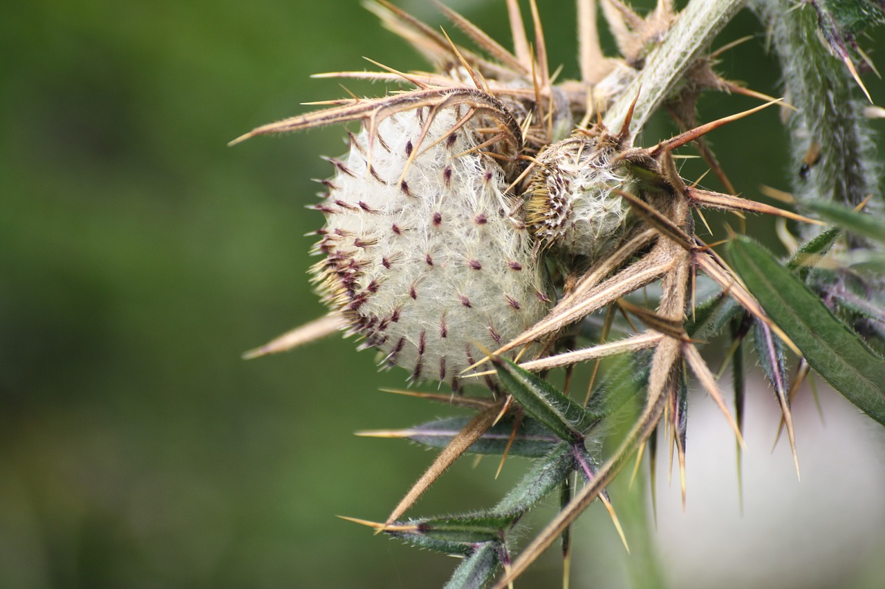 thistle summer mountain free photo