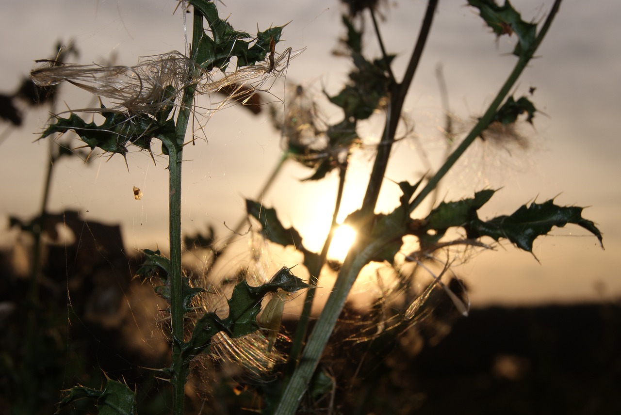 thistle sun sunset free photo