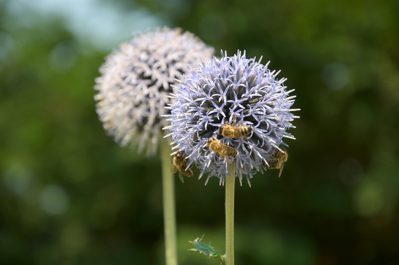 thistle flowers bees free photo