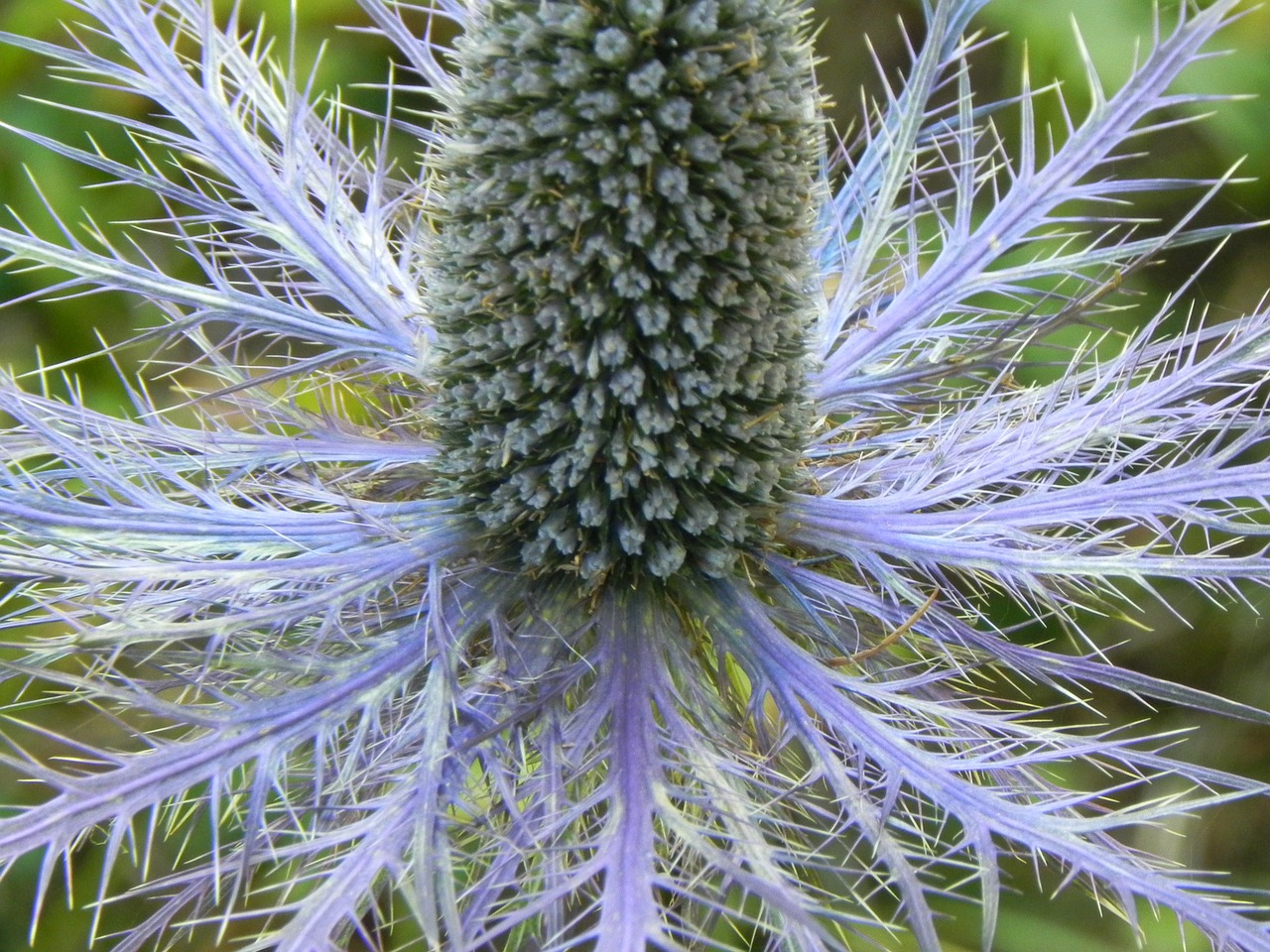 thistle macro plant free photo