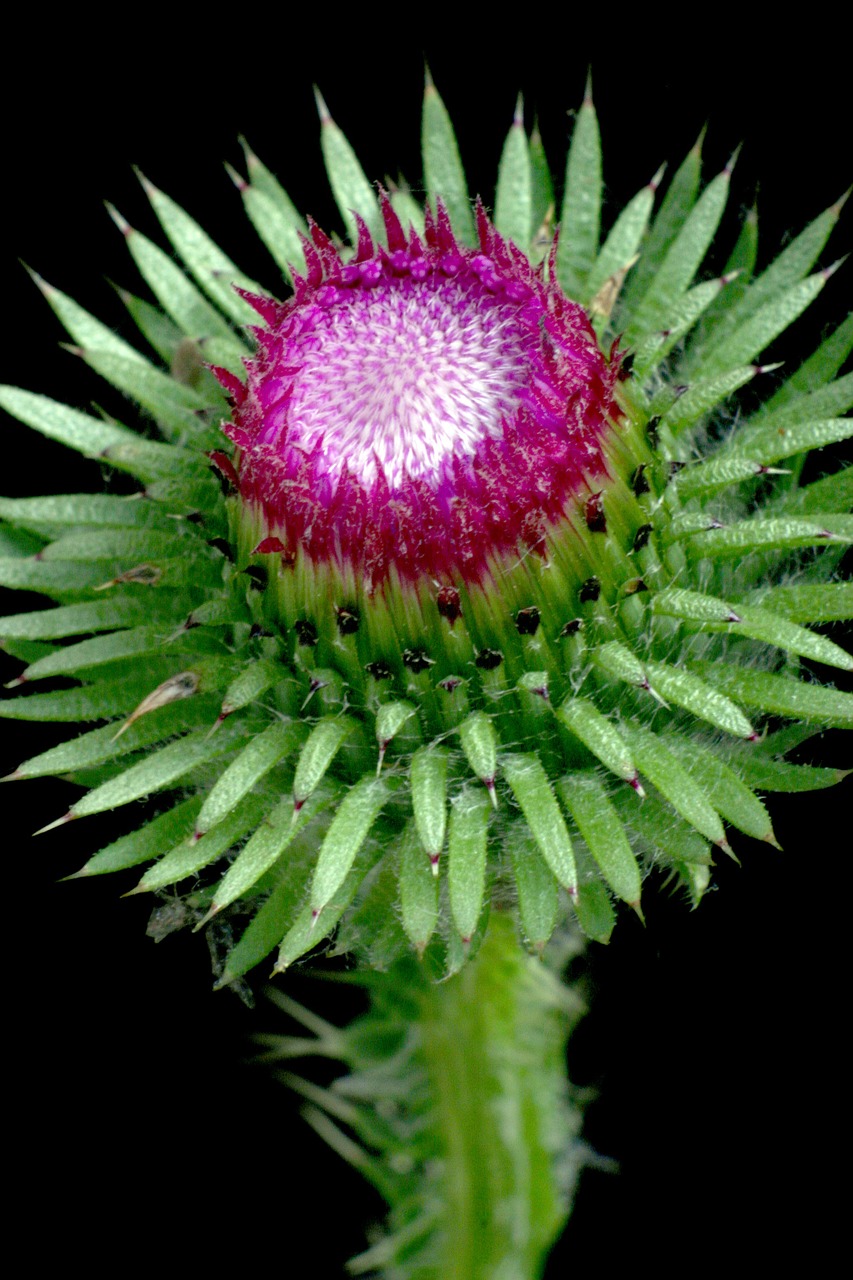 thistle blossom bloom free photo