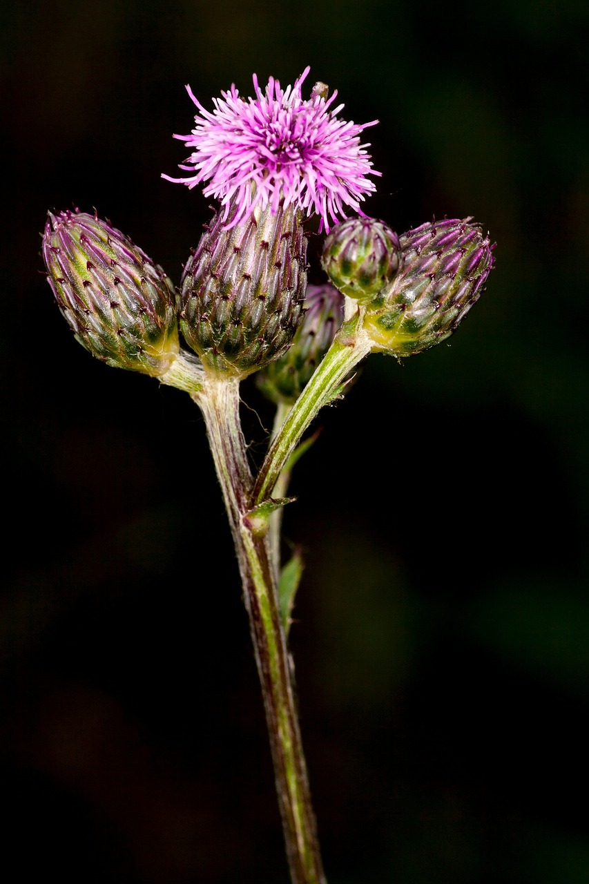 thistle lial blossom free photo