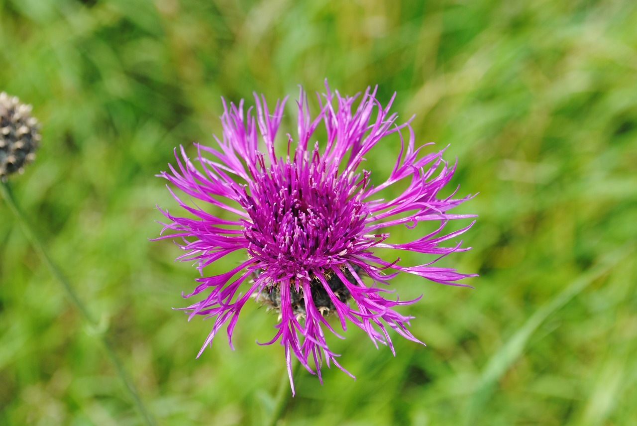 thistle flower grass free photo