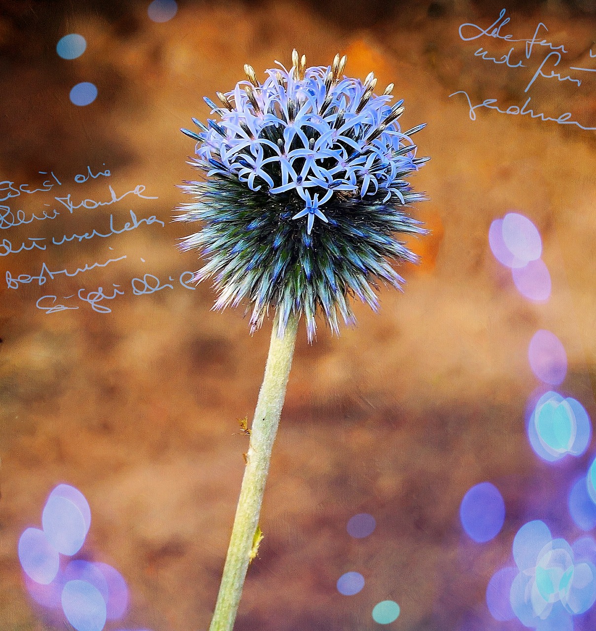 thistle garden thistle blossom free photo