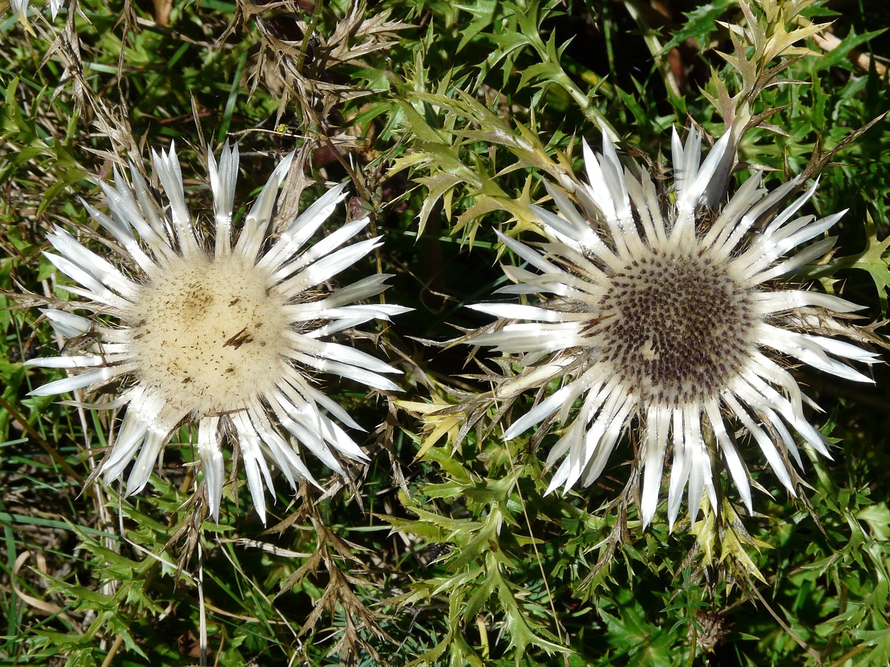 thistle silver thistle carlina acaulis free photo