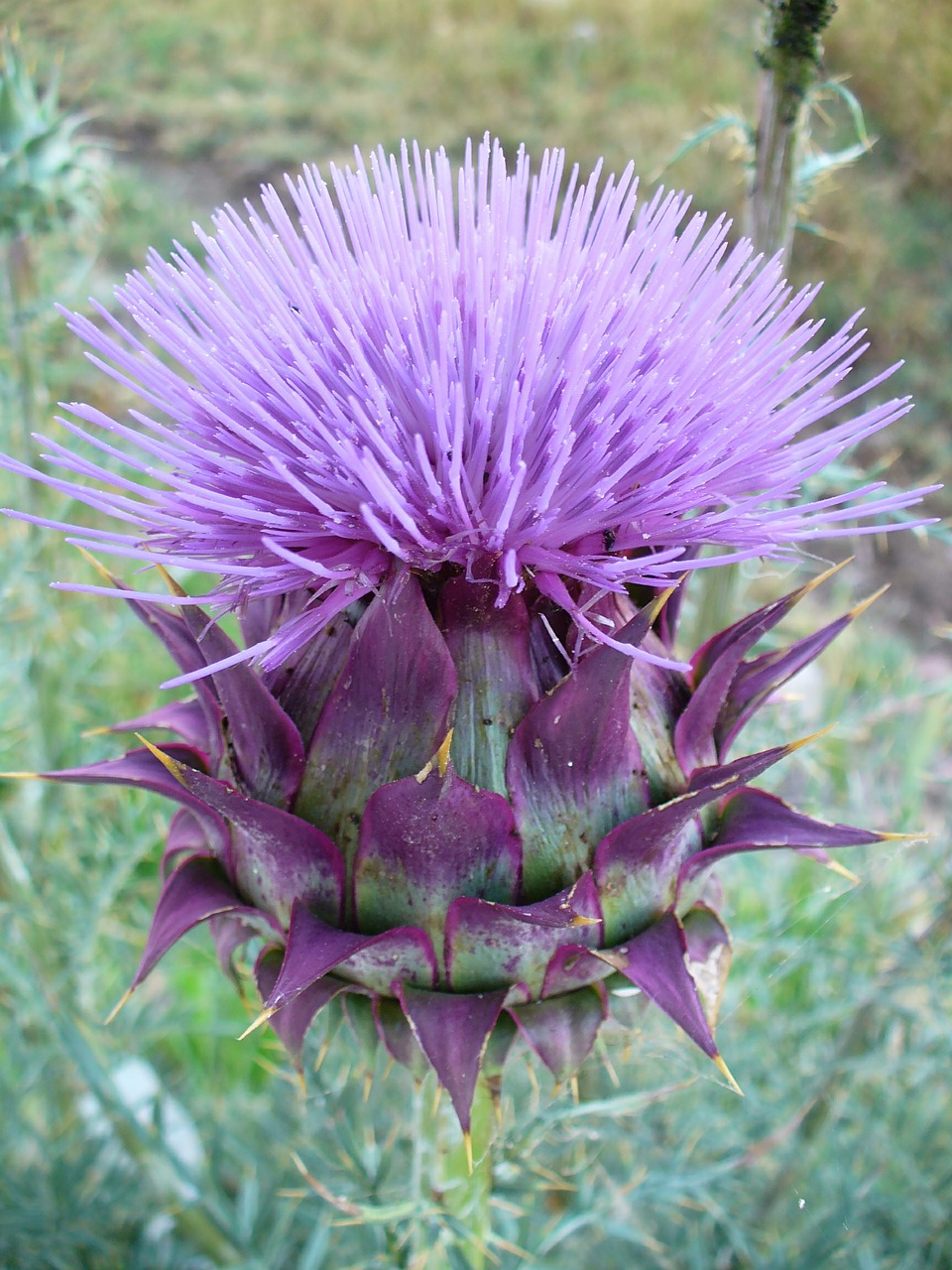 thistle incomplete nature free photo