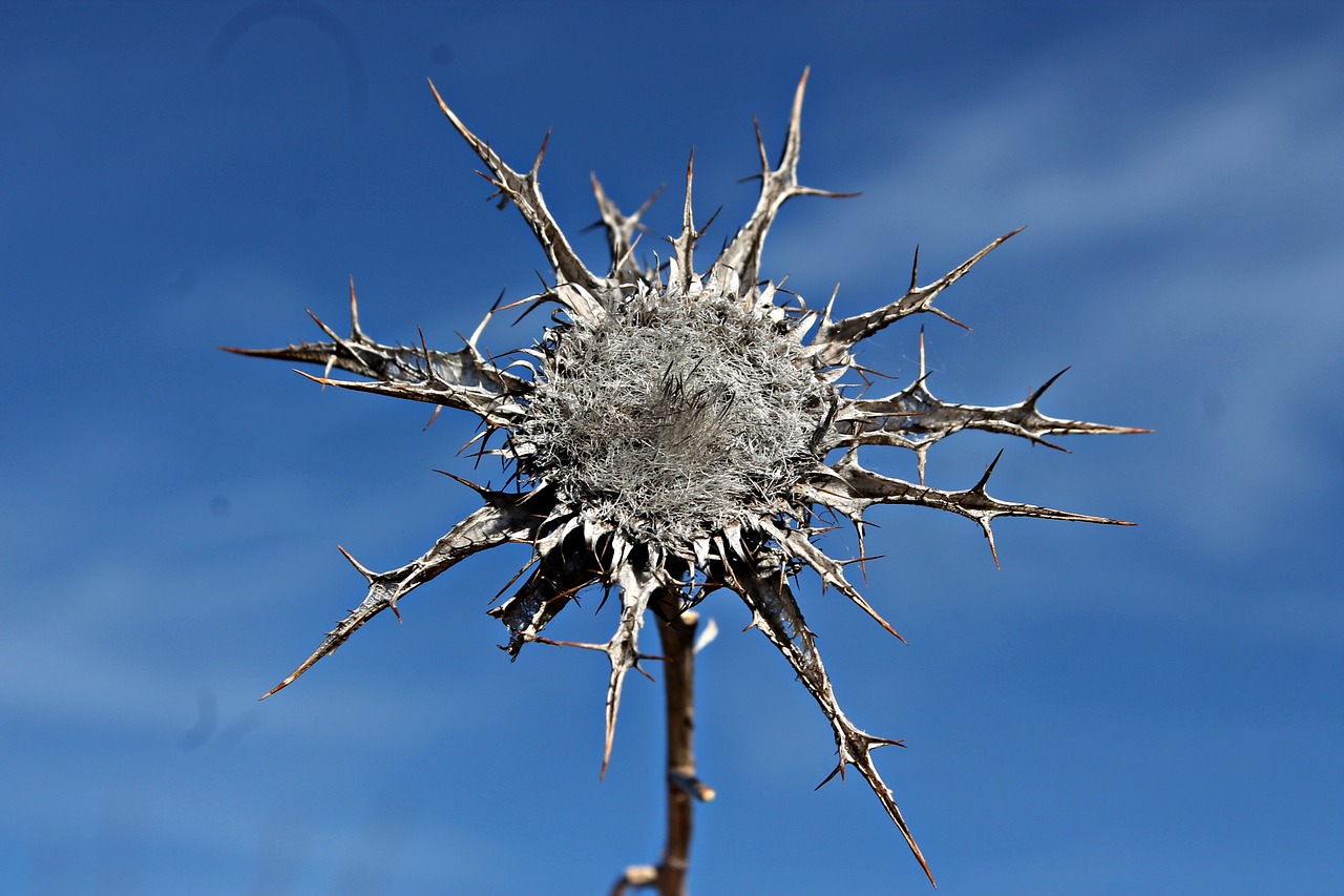 thistle herbaceous dry thistle free photo