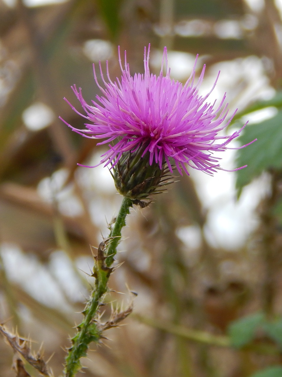 thistle nature autumn free photo