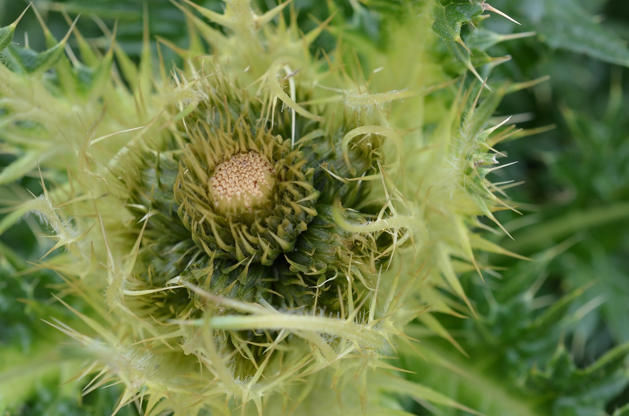 thistle flower sting free photo