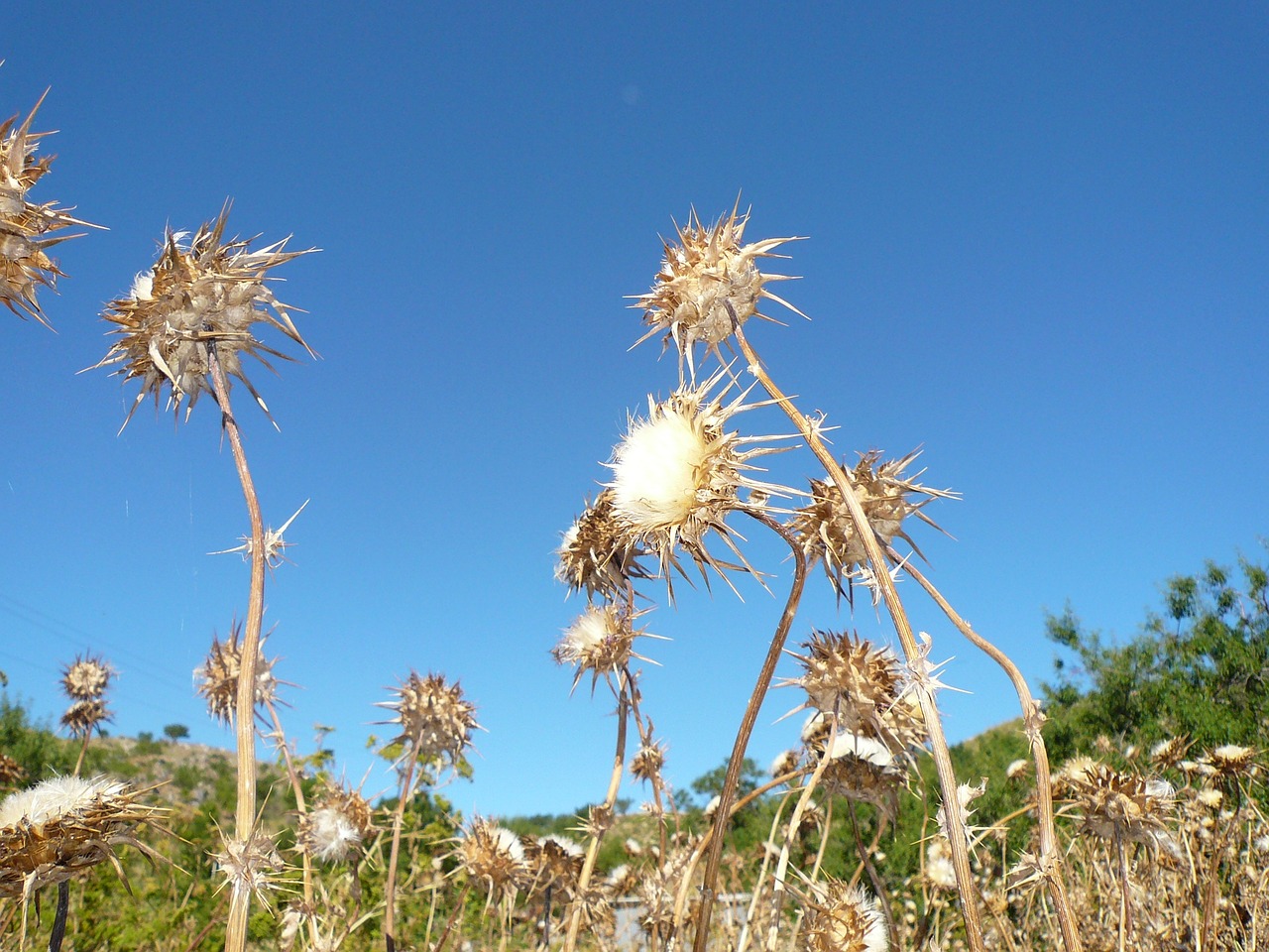 thistle flower dry free photo