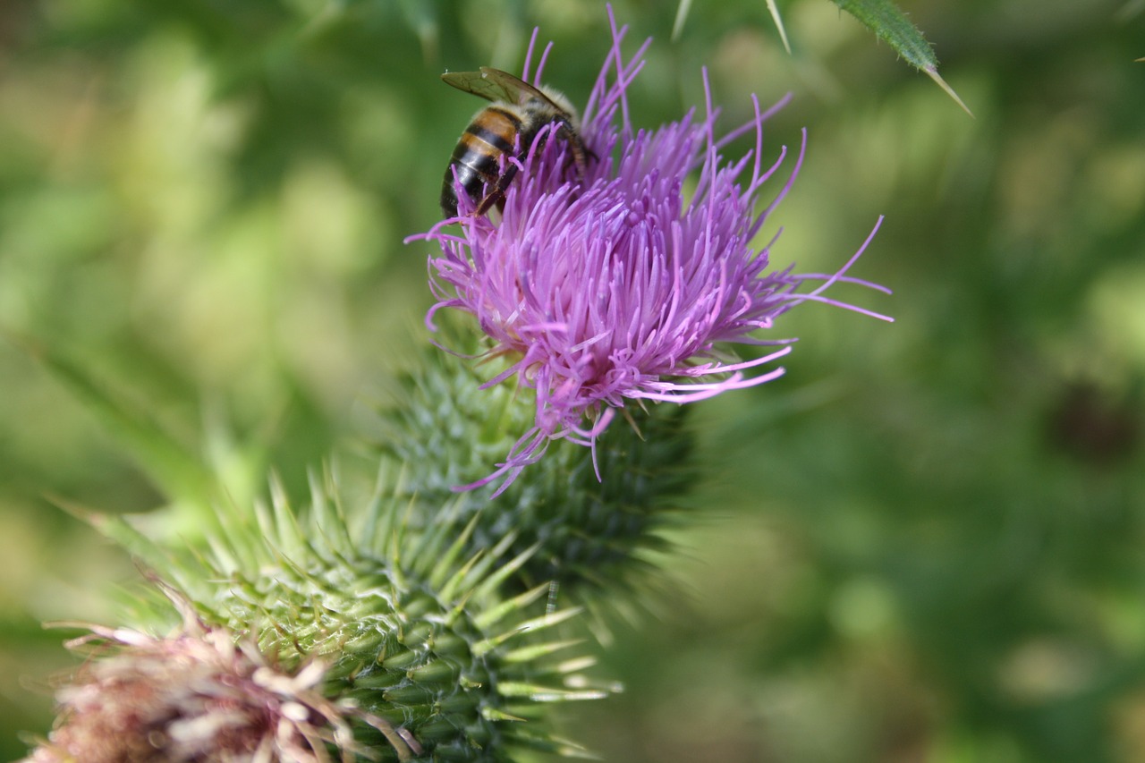 thistle bee insect free photo