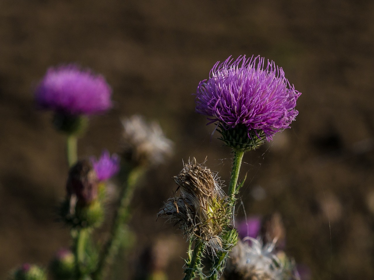 thistle autumn flower free photo