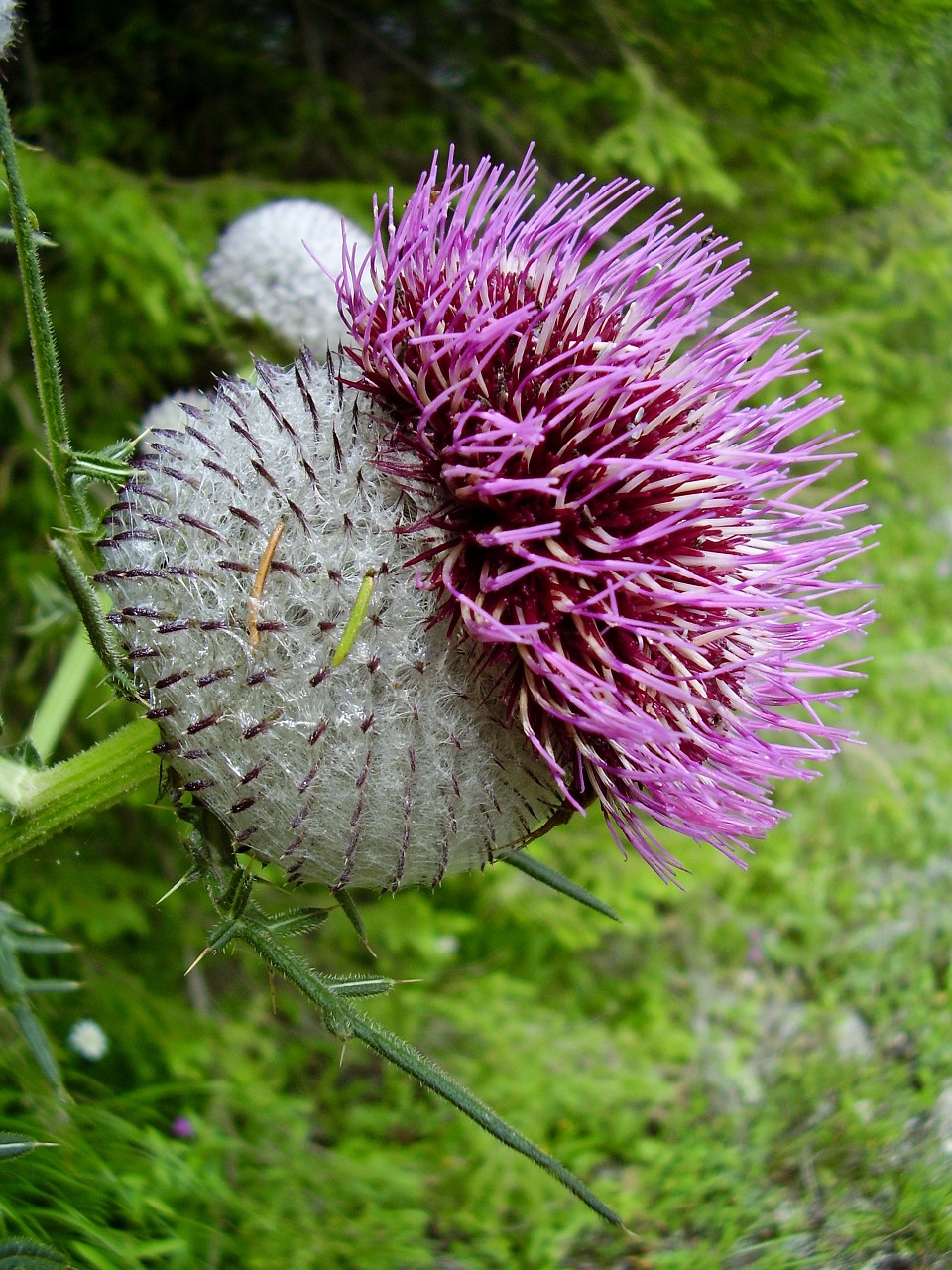 thistle plant weed free photo