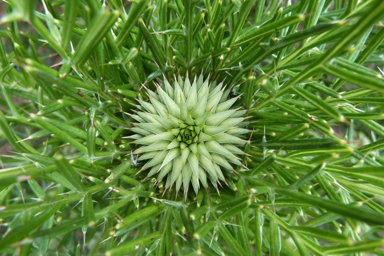 thistle flower of the field spring free photo