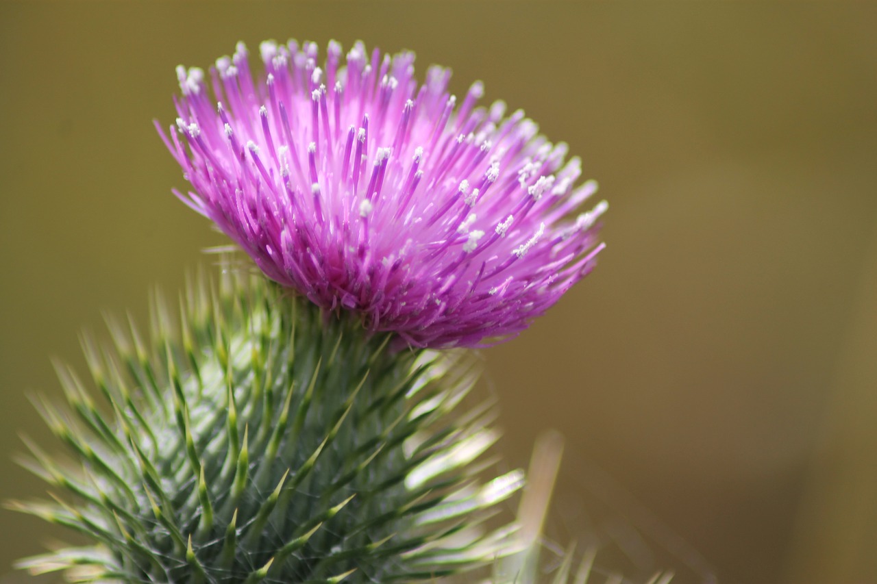 thistle bloom flower free photo