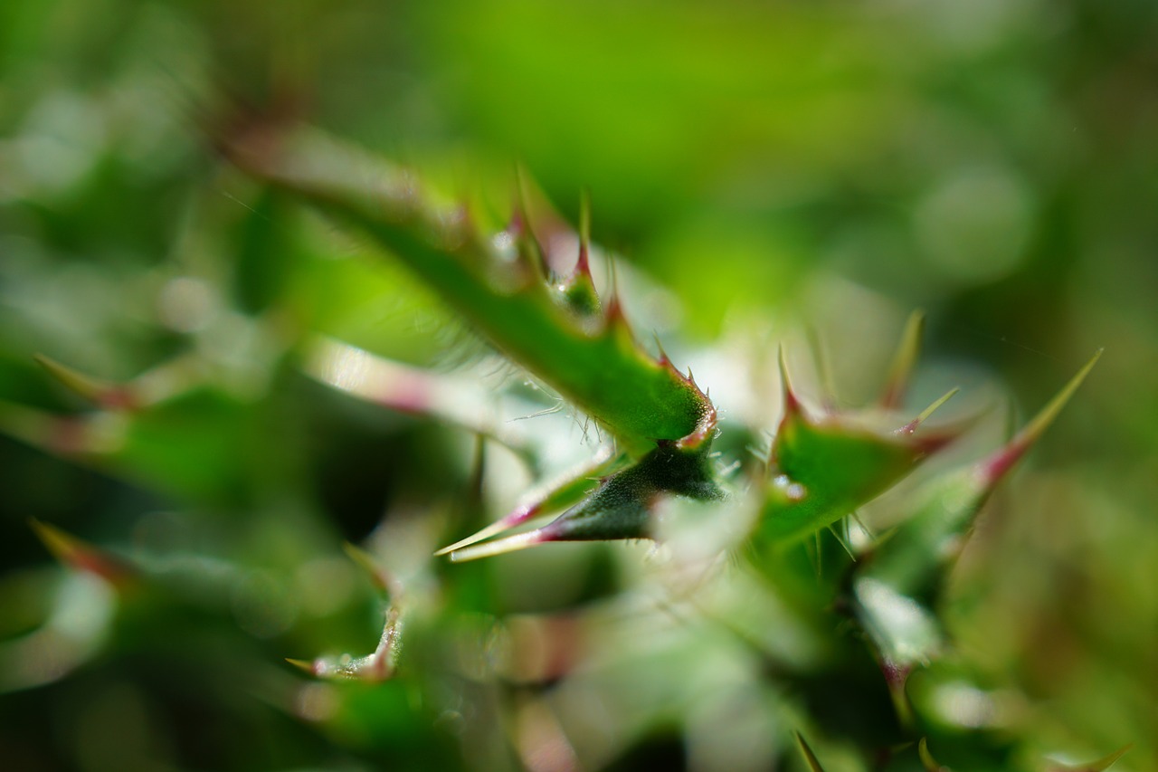 thistle thorns macro free photo