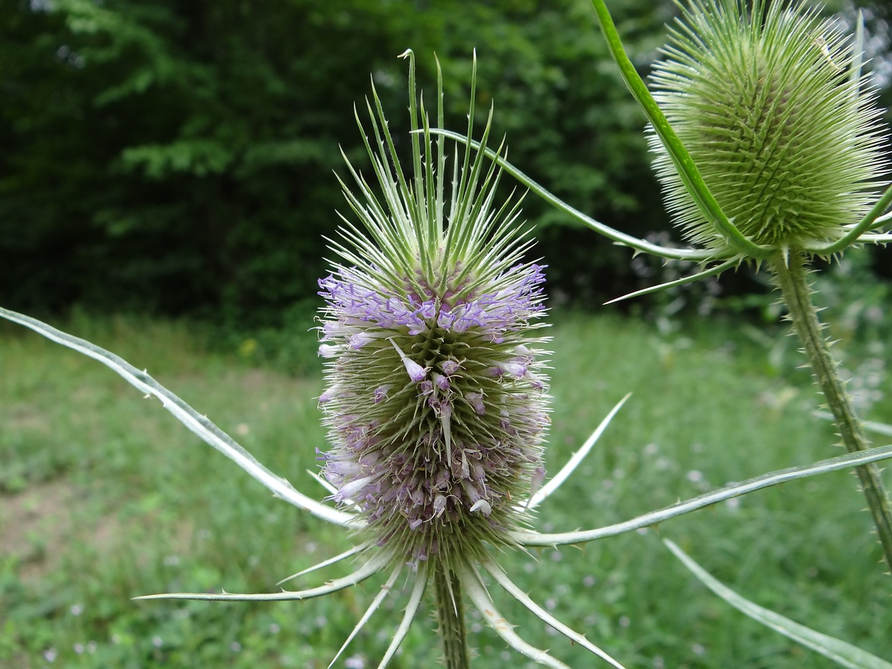 thistle flower plant free photo