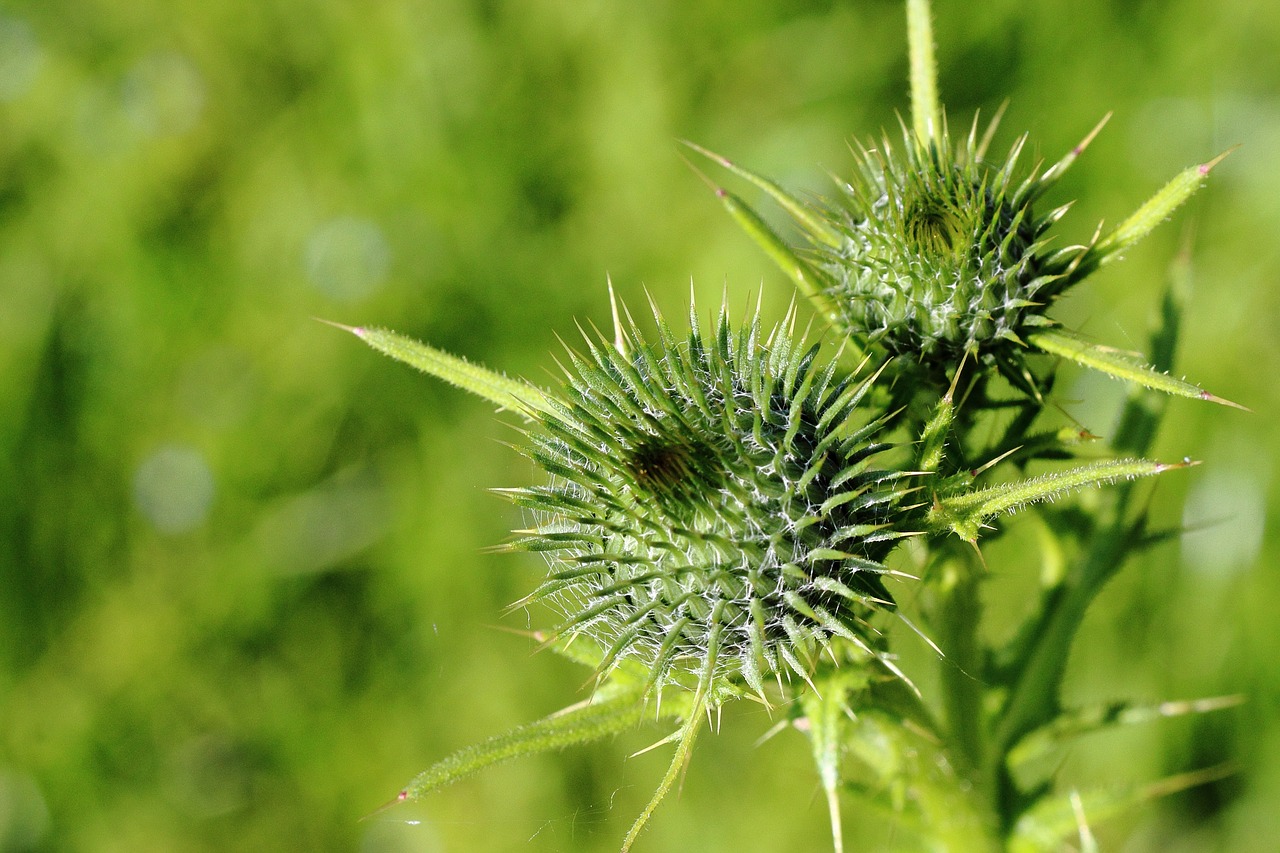 thistle bud inflorescence free photo