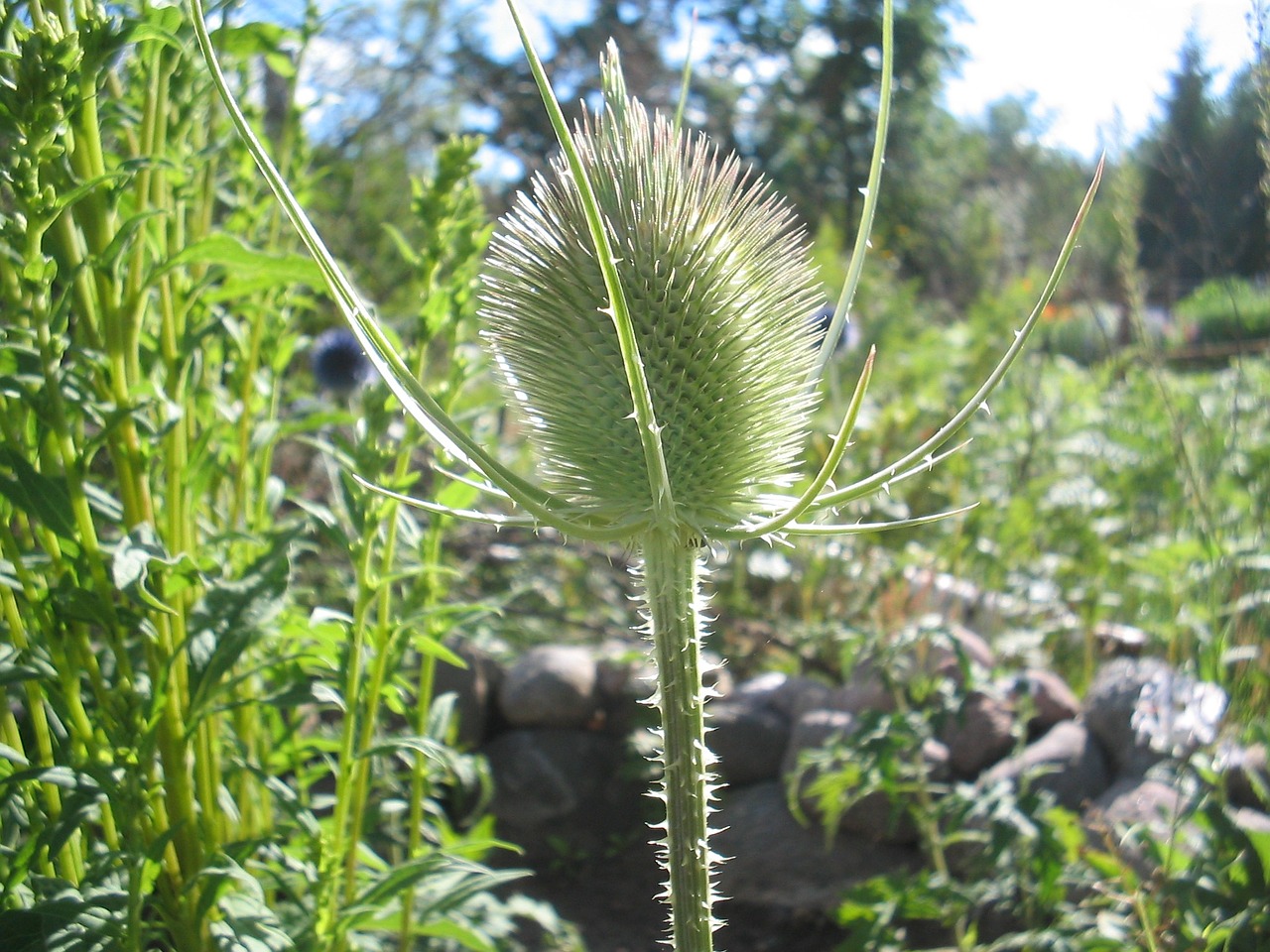 thistle garden summer free photo