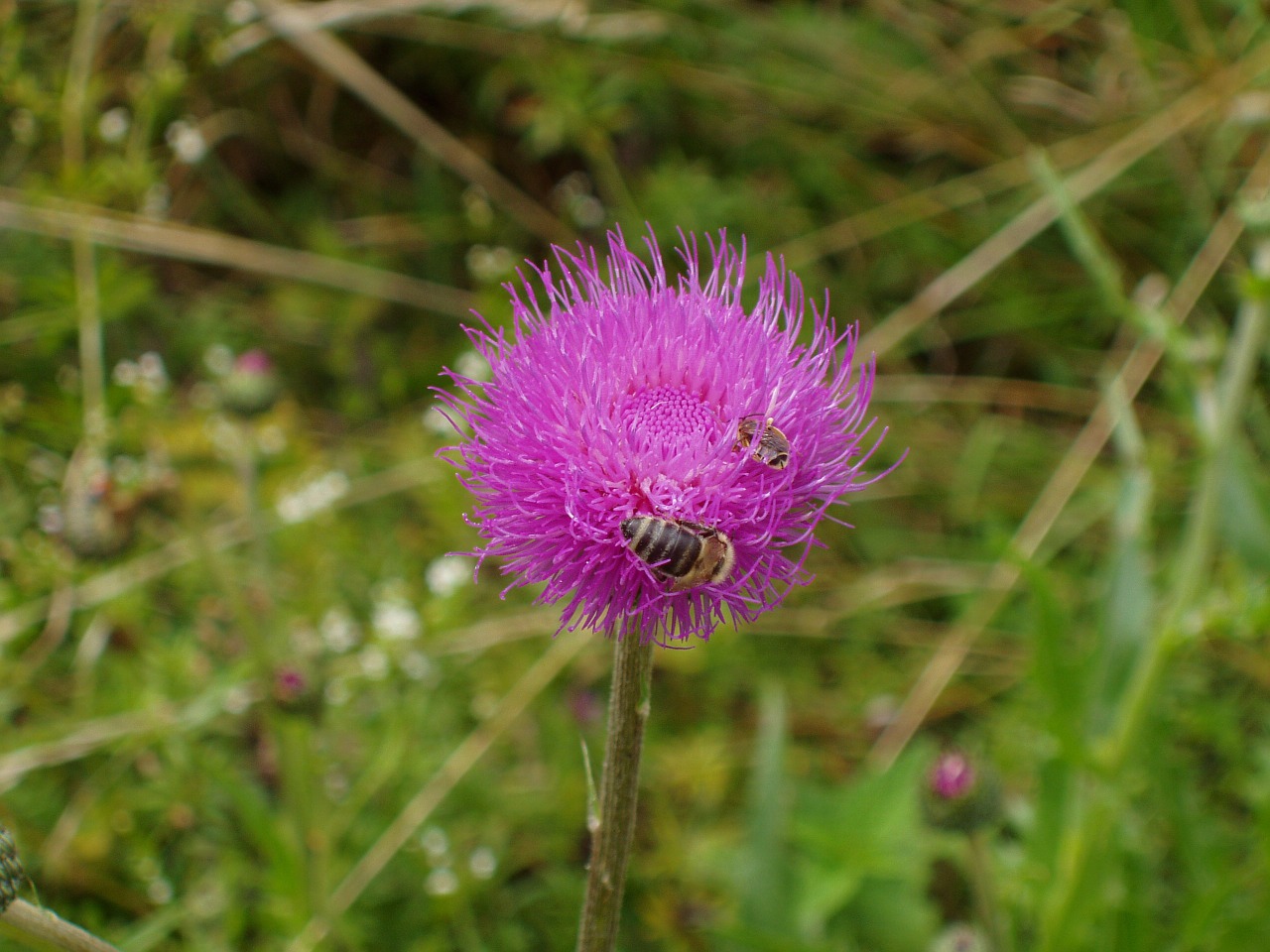 thistle grass purple free photo