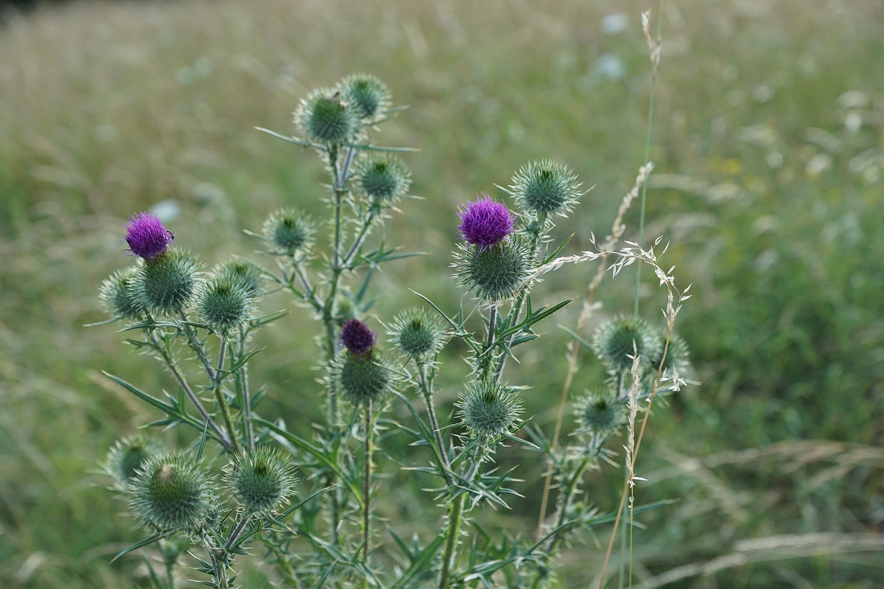 thistle flower purple free photo