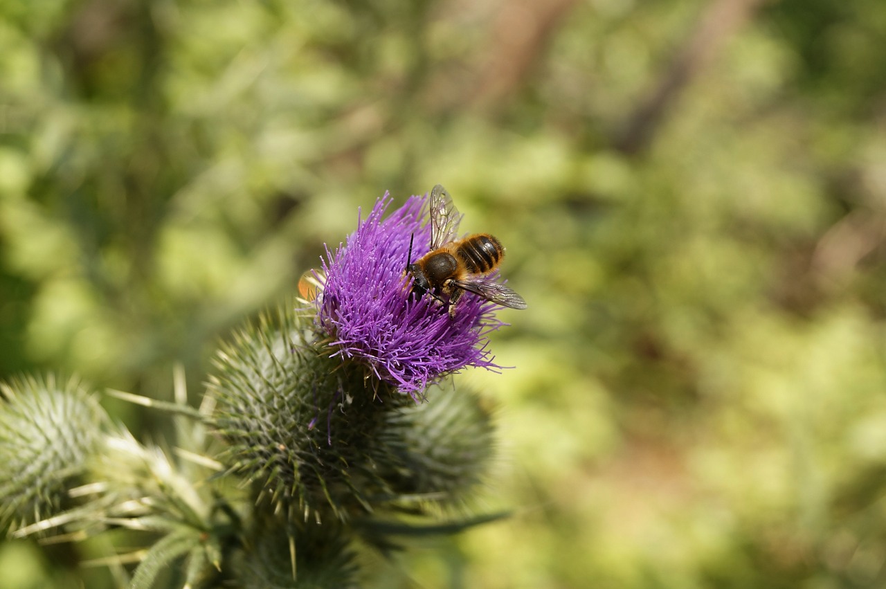 thistle bee mézgyűjtés free photo