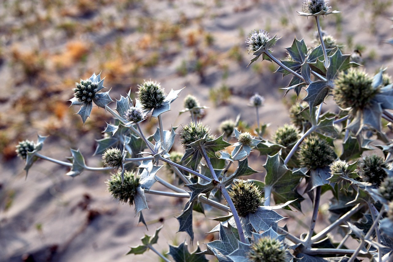 thistle beach plant free photo