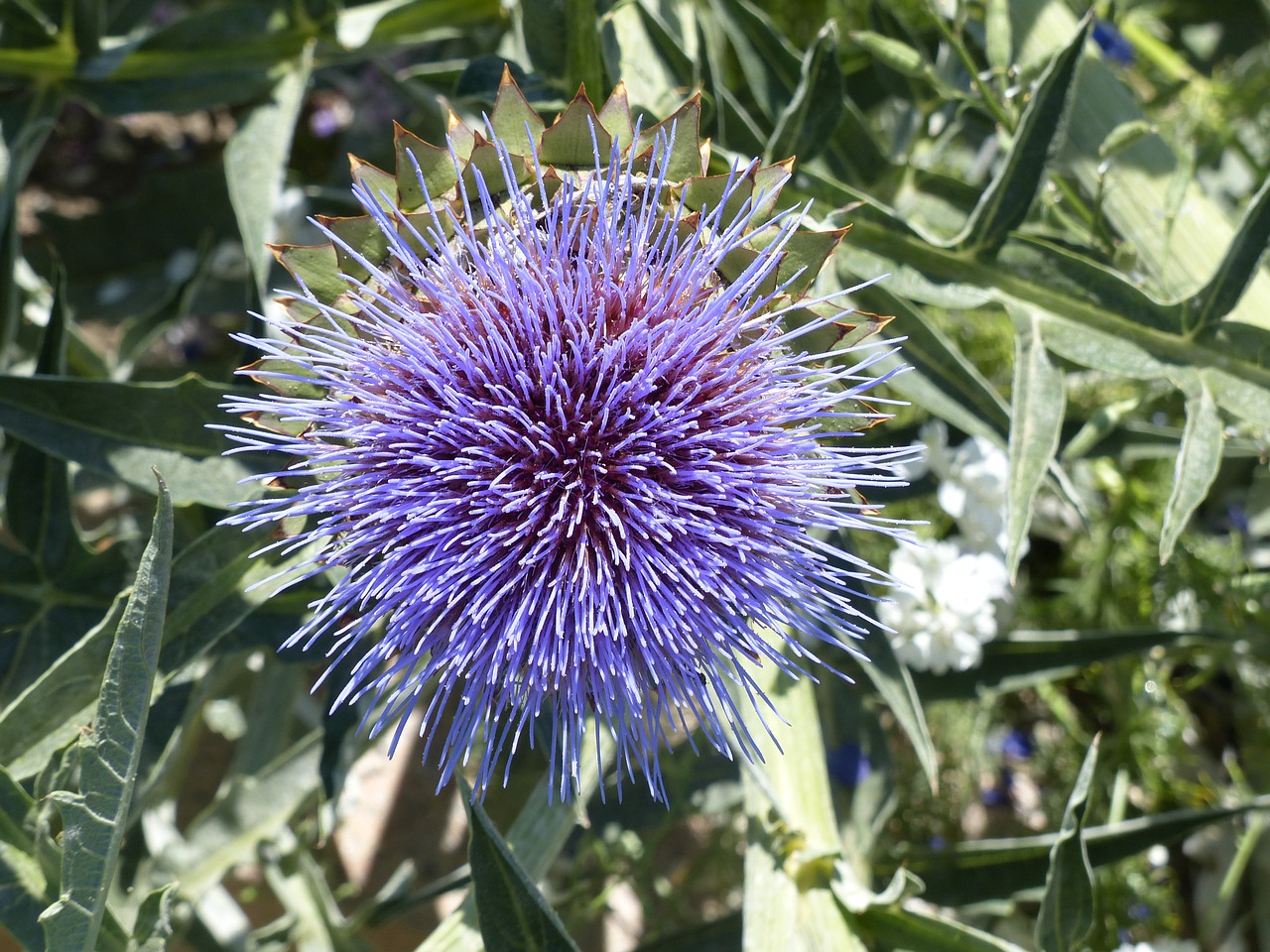 thistle purple blossom free photo