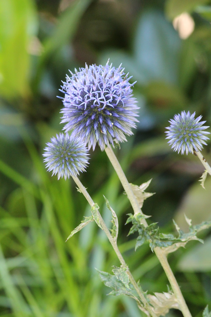 thistle plant blossom free photo