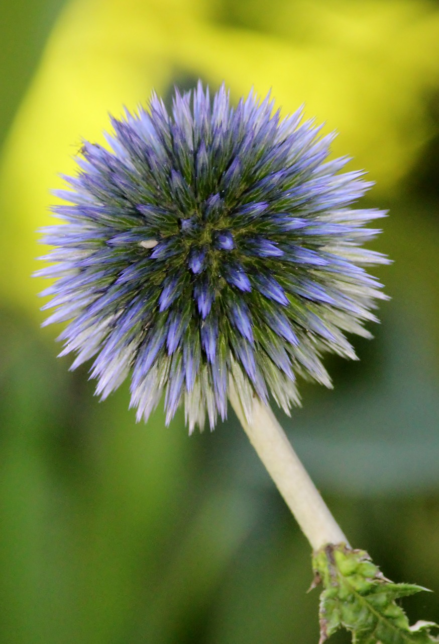 thistle plant blossom free photo