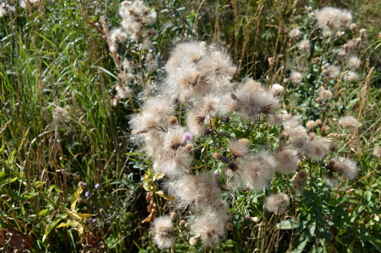 thistle furry seeds free photo