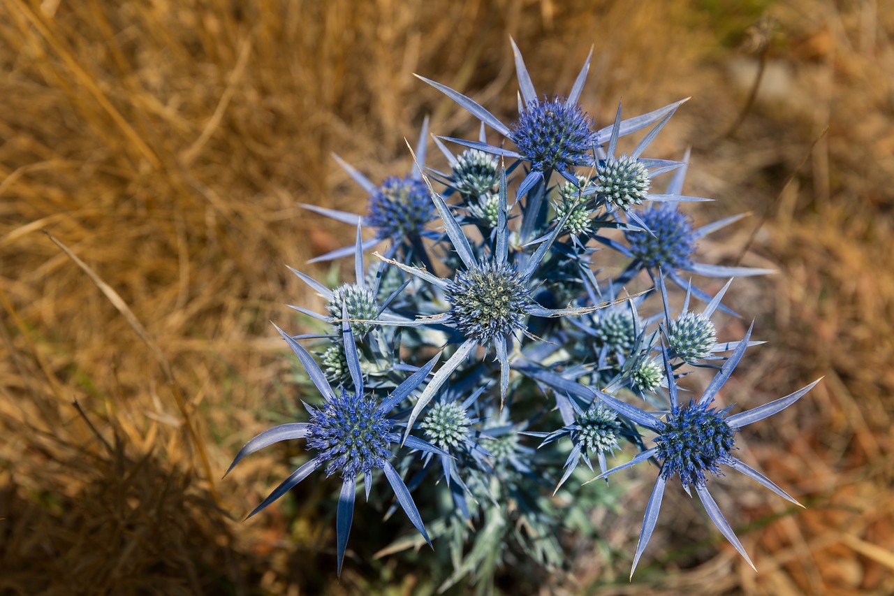 thistle flower spur free photo