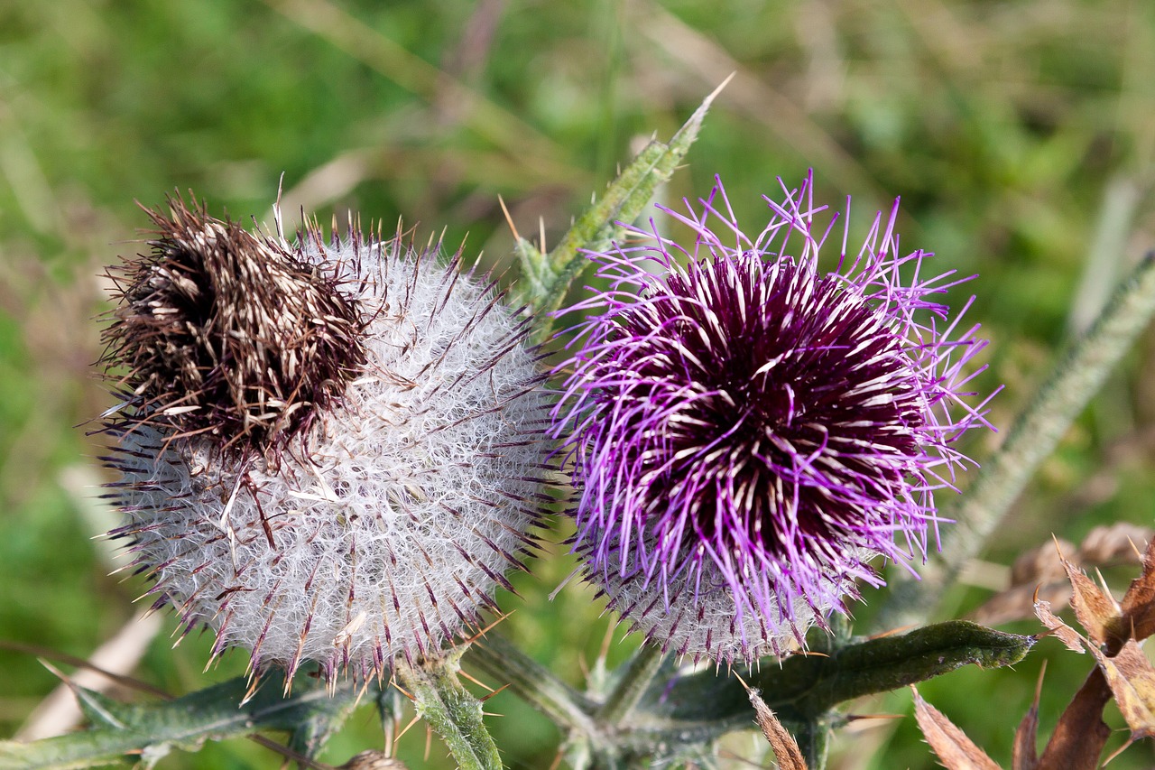 thistle blaudistel prickly free photo