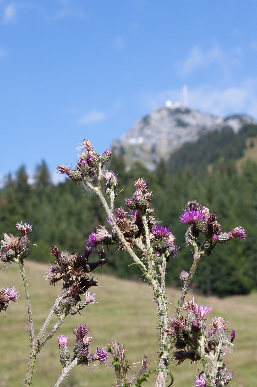 thistle blaudistel prickly free photo