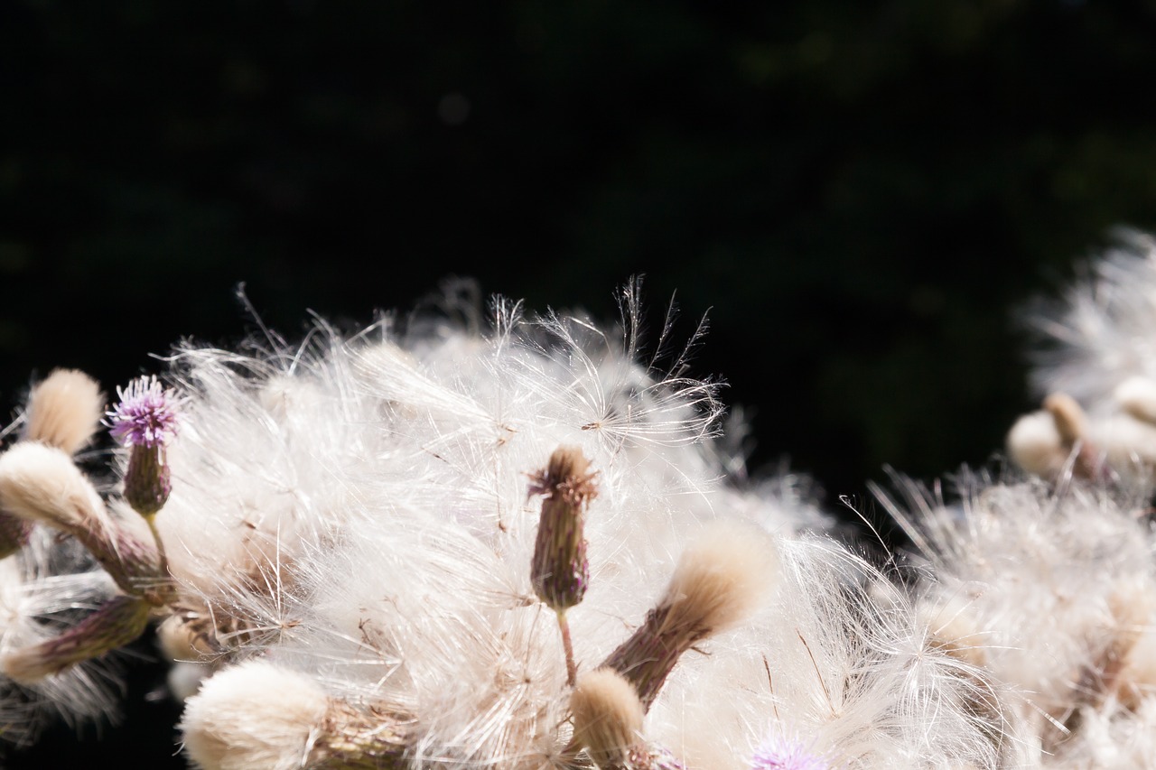 thistle blaudistel blossom free photo