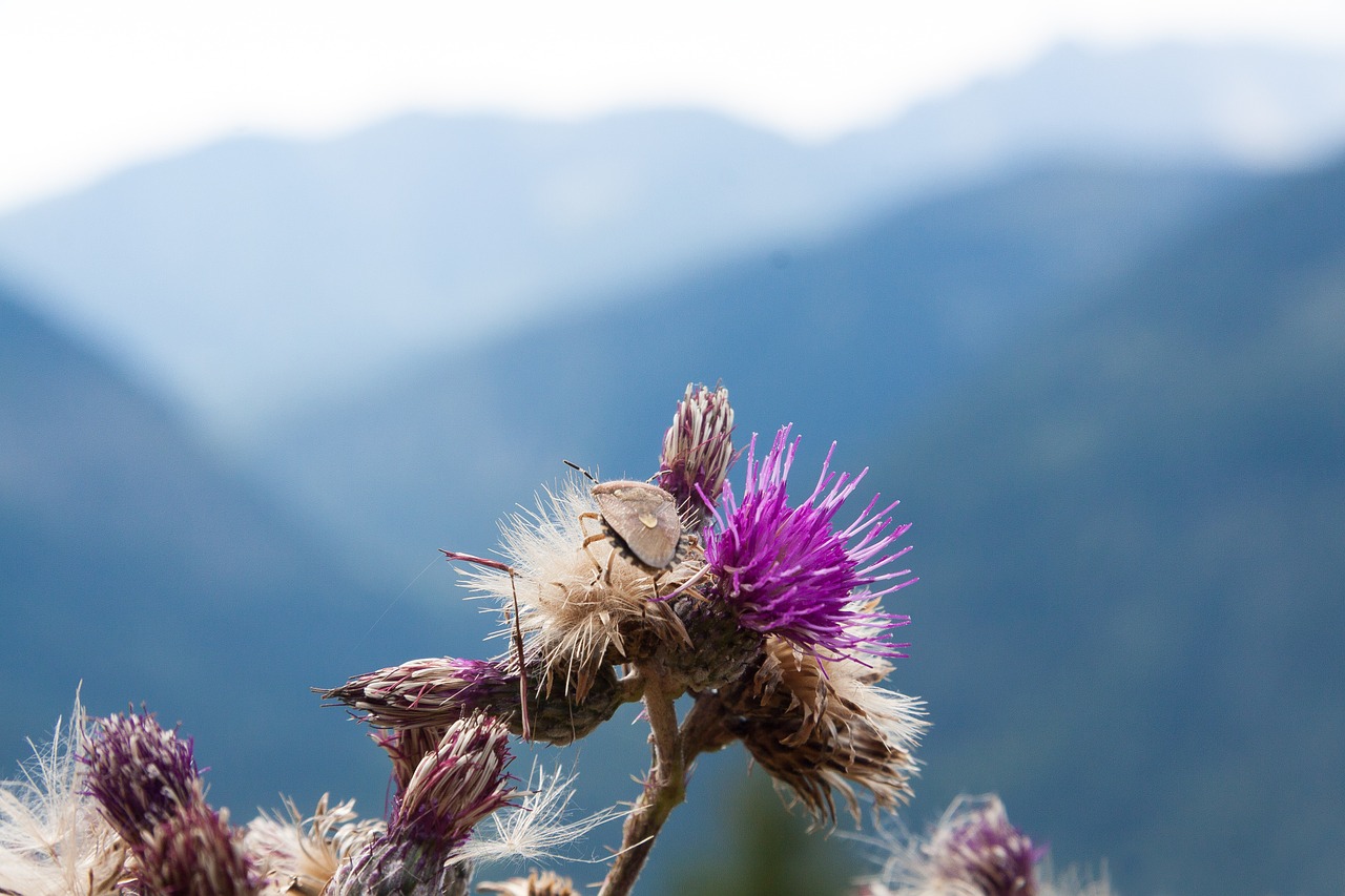 thistle blaudistel leaf bug free photo