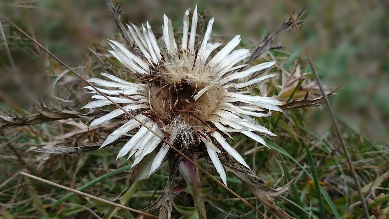 thistle nature close free photo