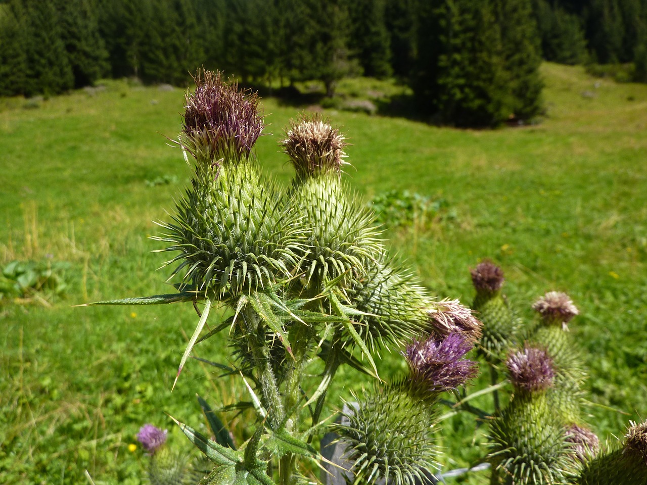 thistle flower nature free photo