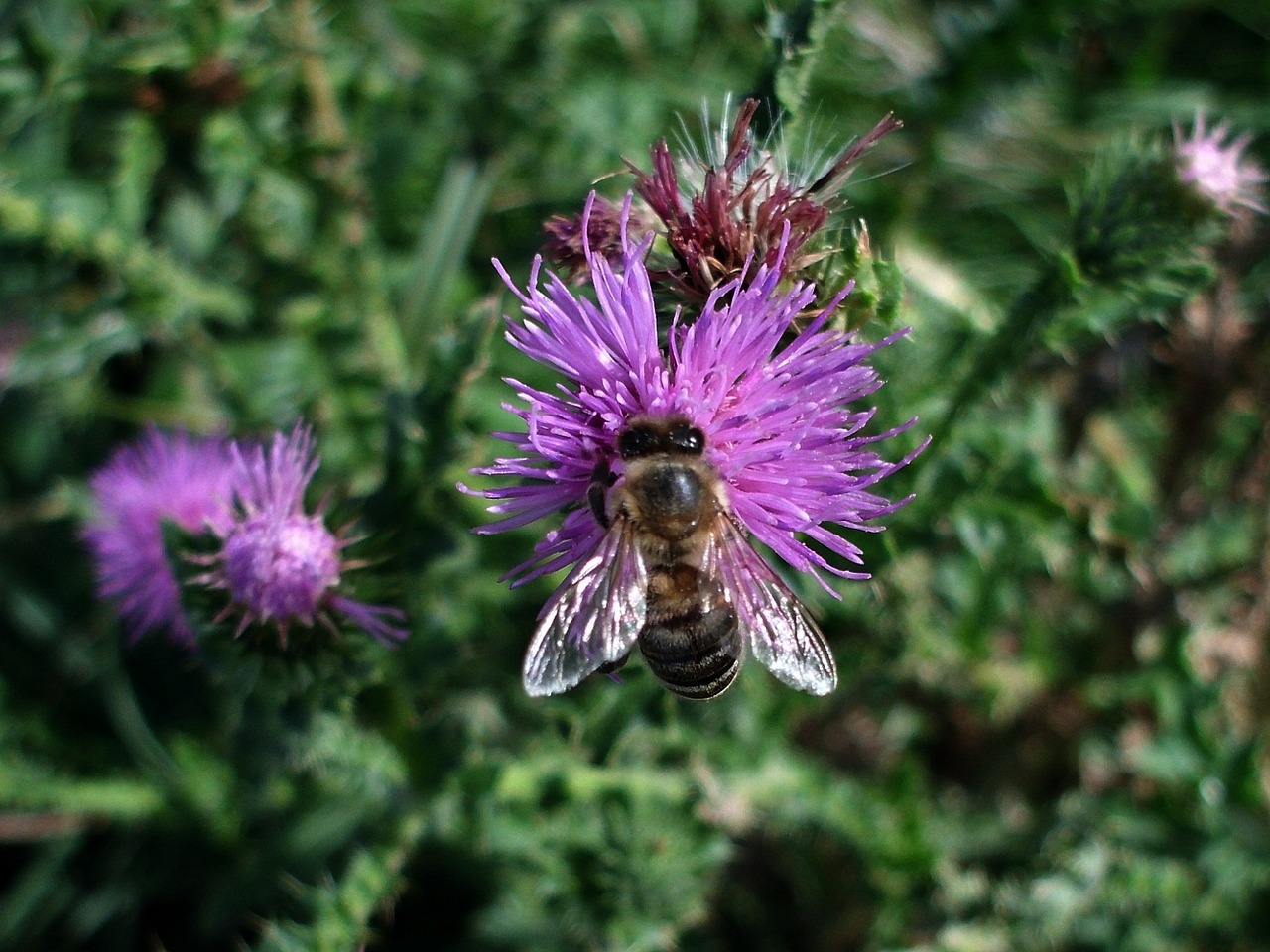 thistle meadow nature free photo