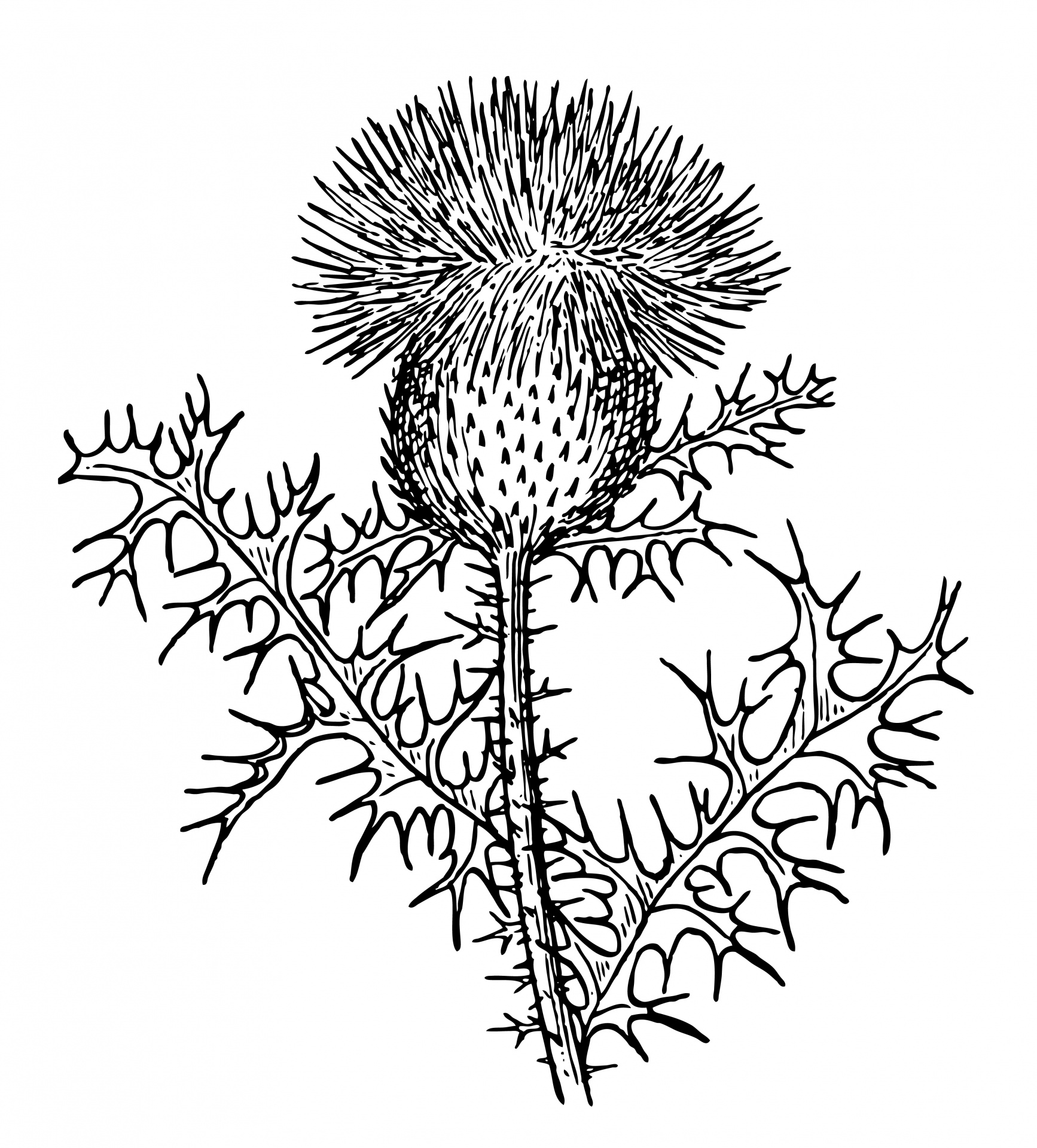 Thistle Flower Plant Clipart Clip Art Free Image From Needpix Com