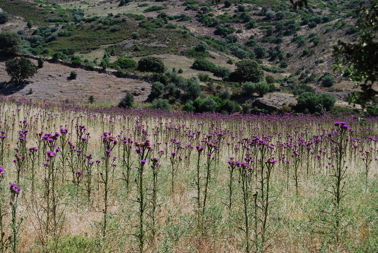 thistle field  corsica  loneliness free photo