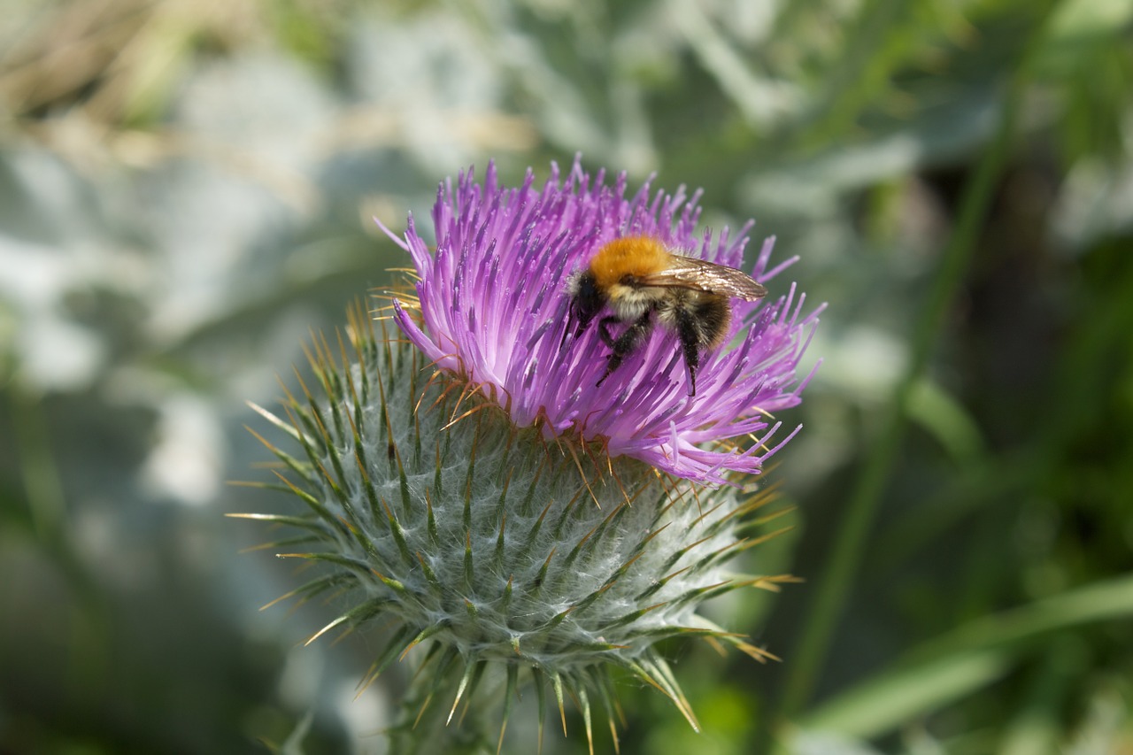 thistle flower hummel blossom free photo