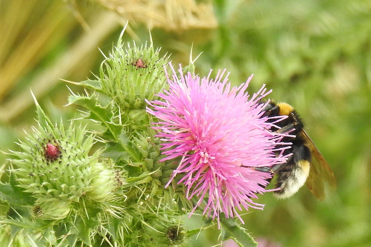 thistle flower hummel blossom free photo