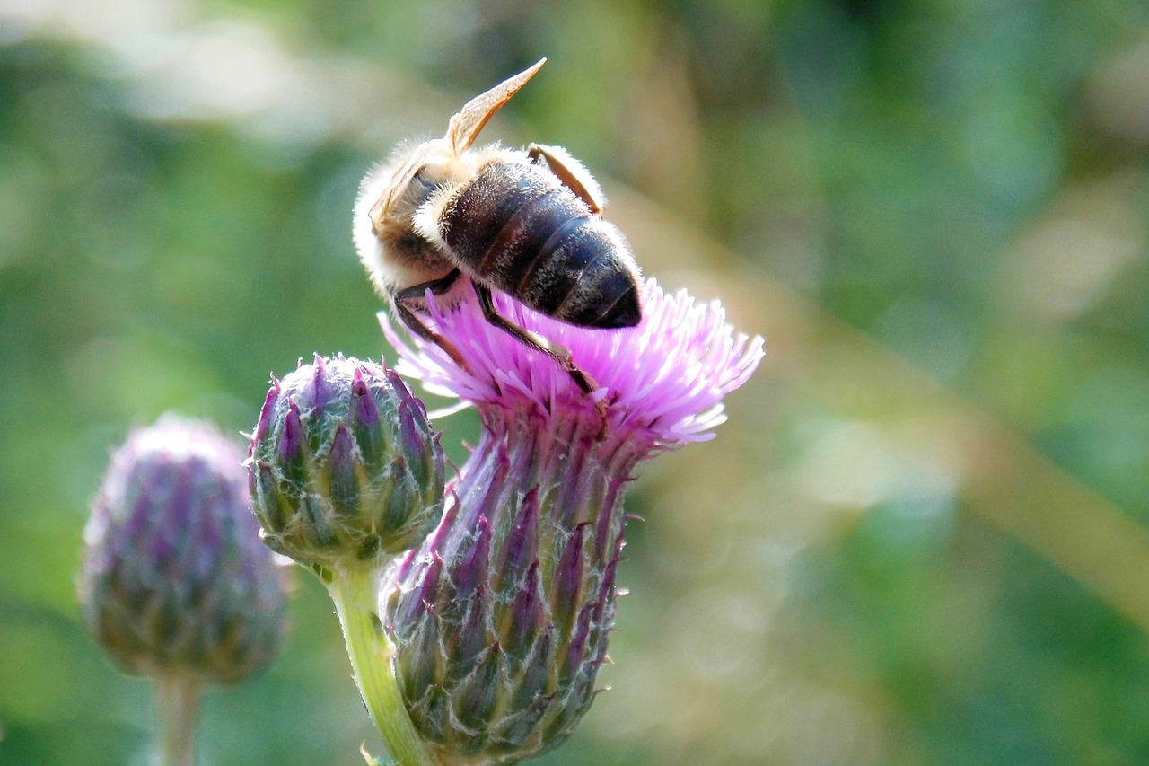 thistle flower insect bee free photo