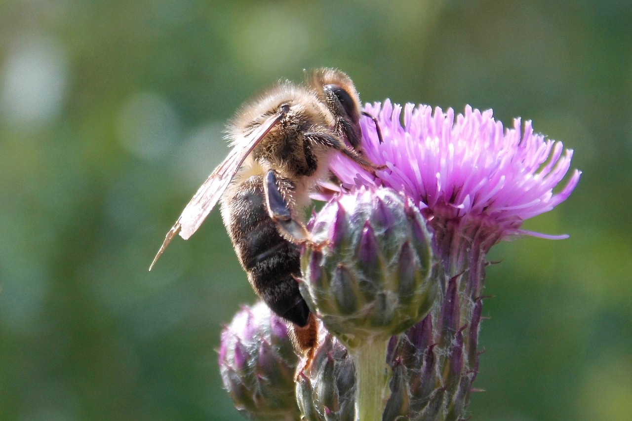 thistle flower insect bee free photo