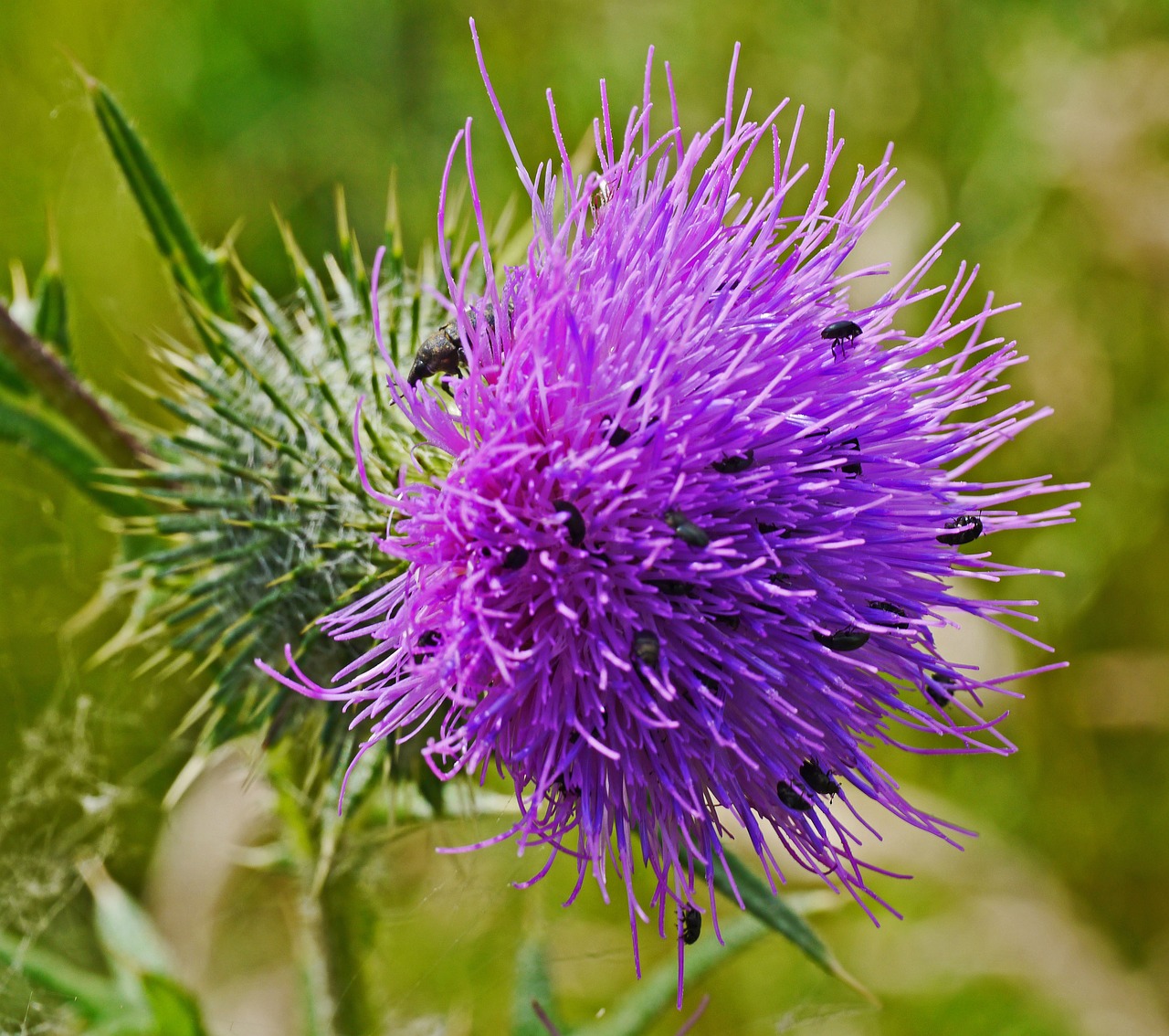 thistle flower small beetle insect free photo