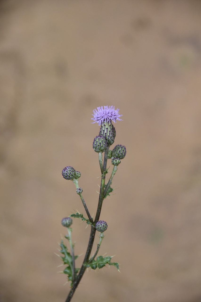 thistle flower  green leaves spicy  wild flowers free photo