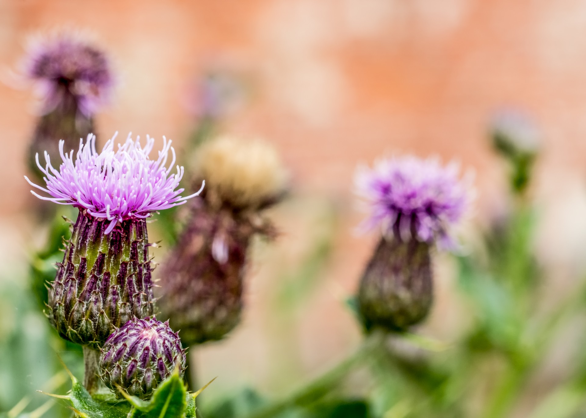 thistle flowers pink flower thistles free photo