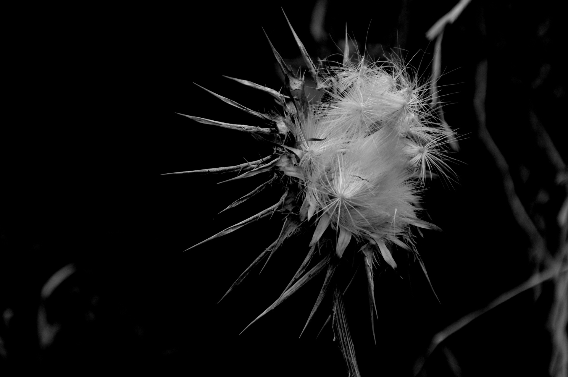 thistle black white art free photo