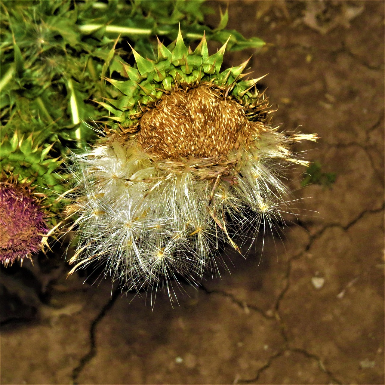 thistle seeds flower nature free photo